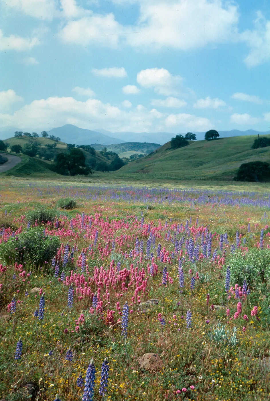Cottonwood Canyon (Lupine) (Indian Paintbrush)