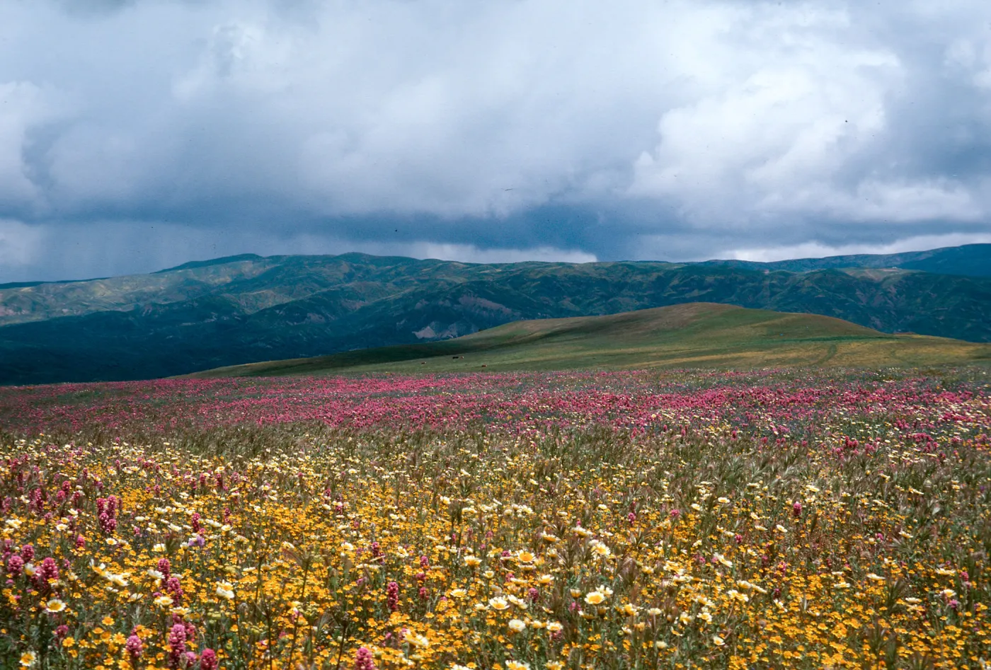 Cottonwood Canyon