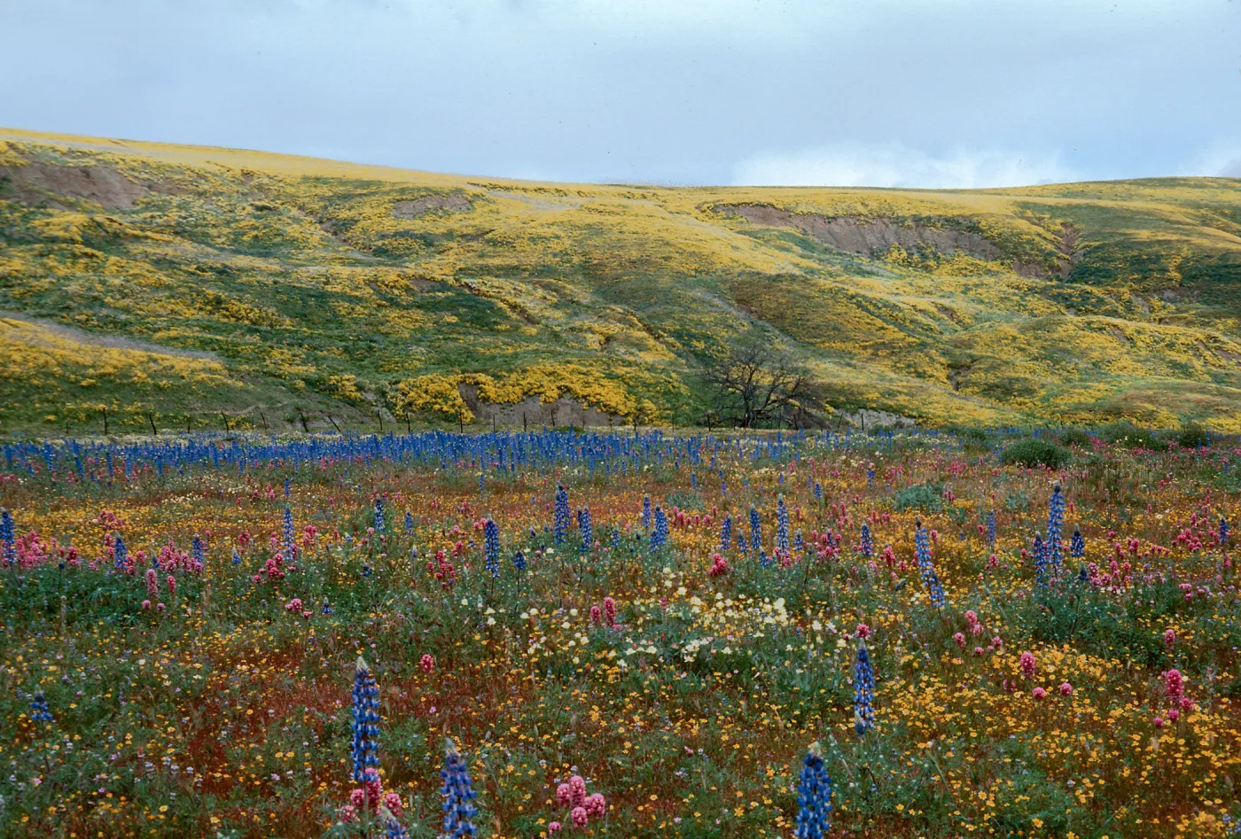 Cottonwood (Lupine) 