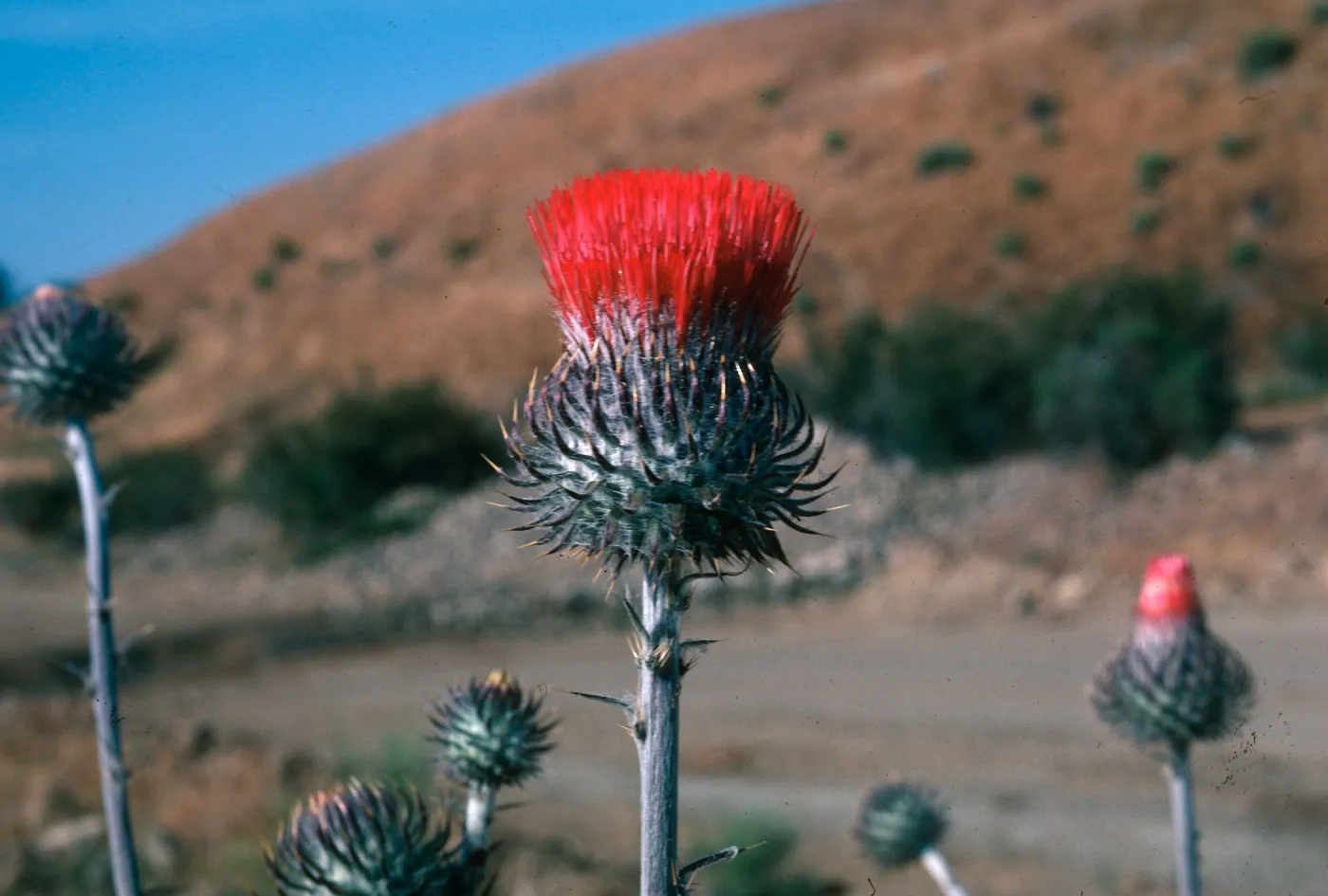 Cirsium, Cottonwood