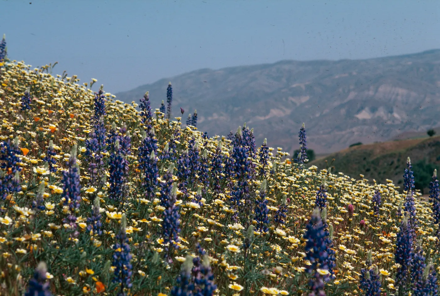 Cottonwood Canyon