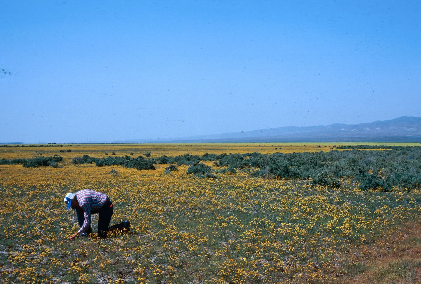 Lepidium, South Soda Lake