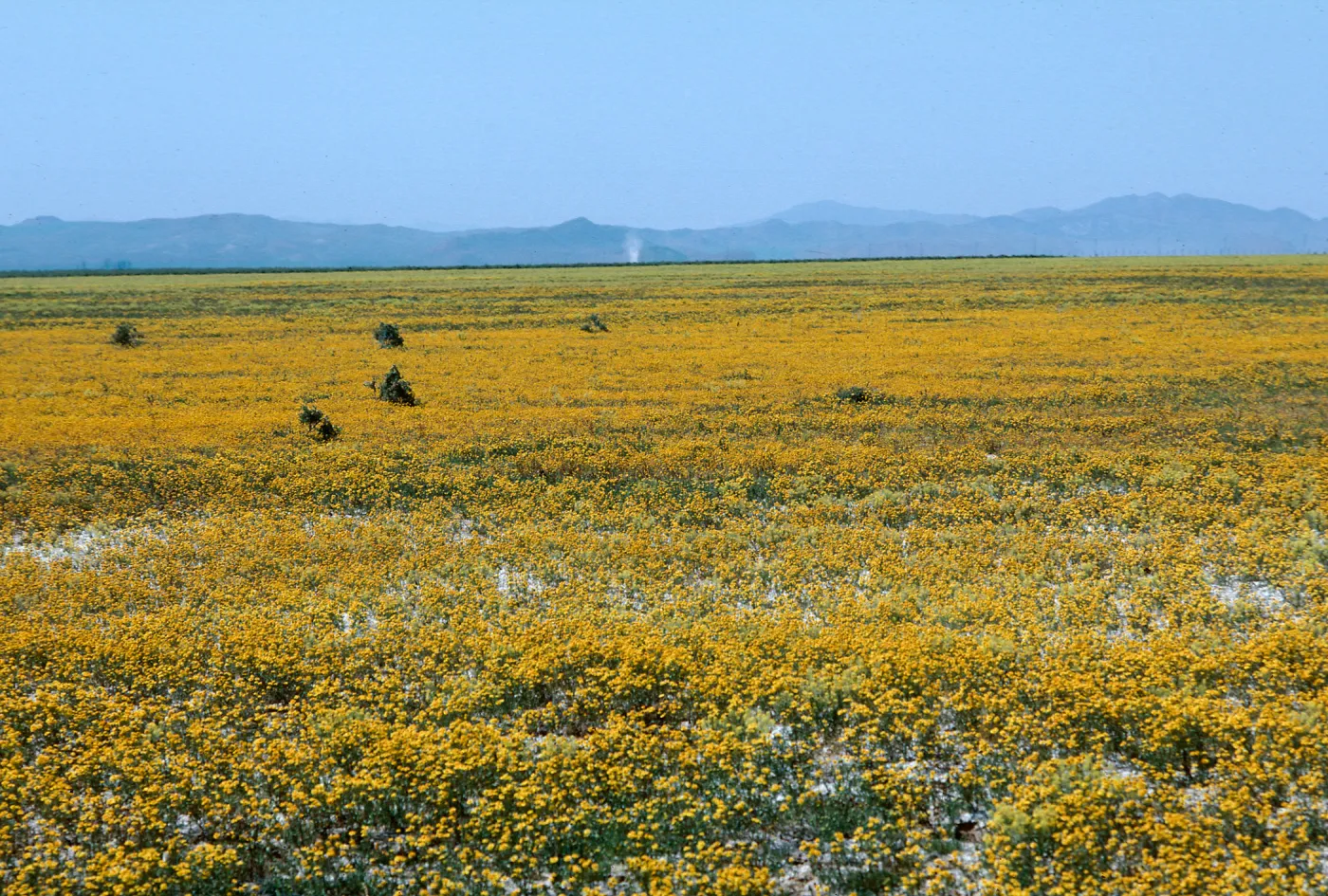 Soda Lake
