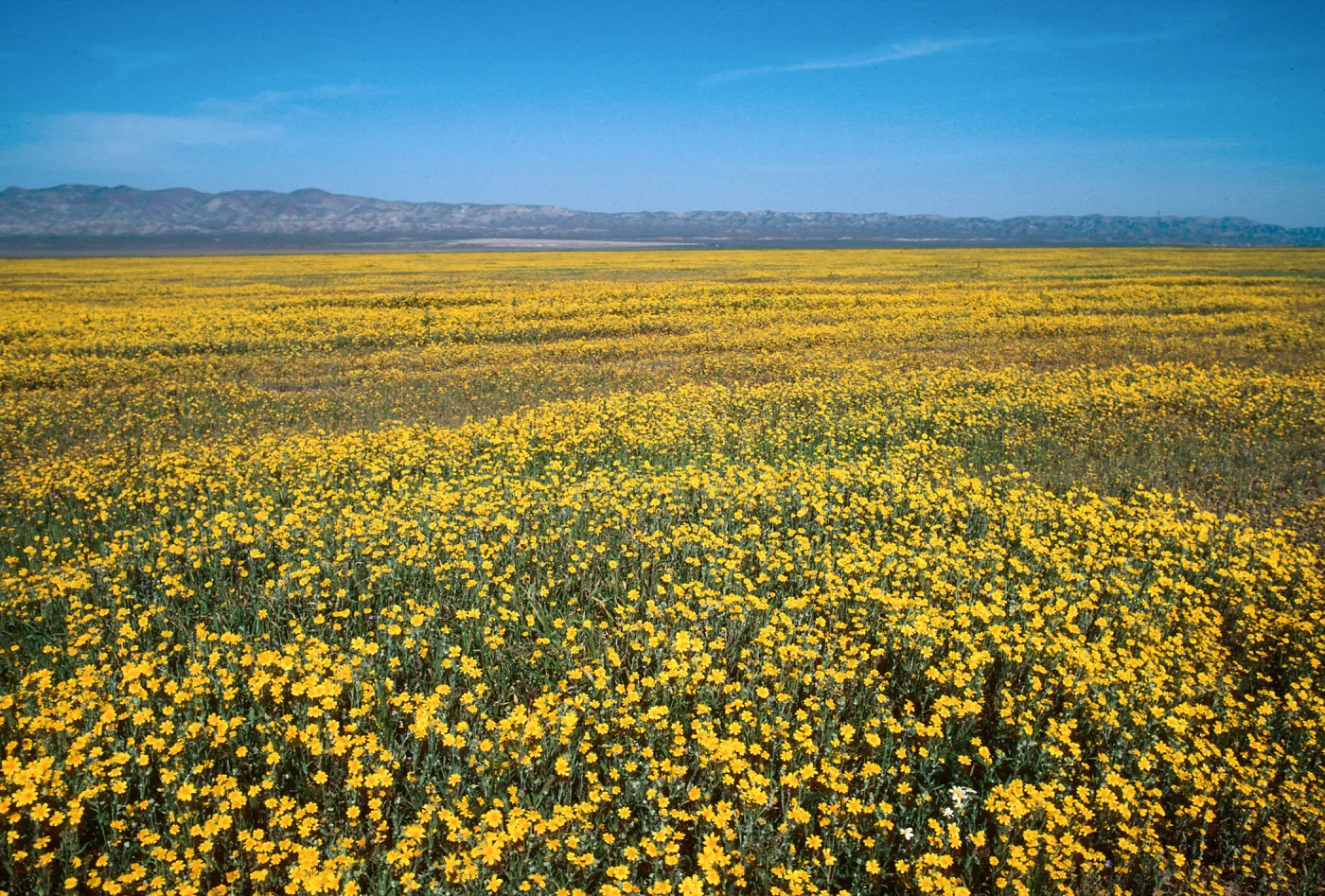 Soda Lake