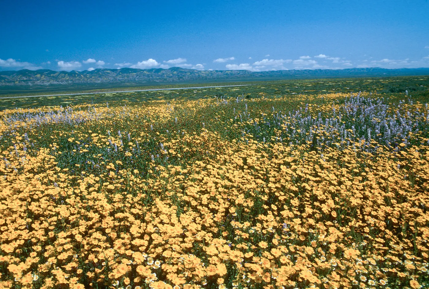 Soda Lake