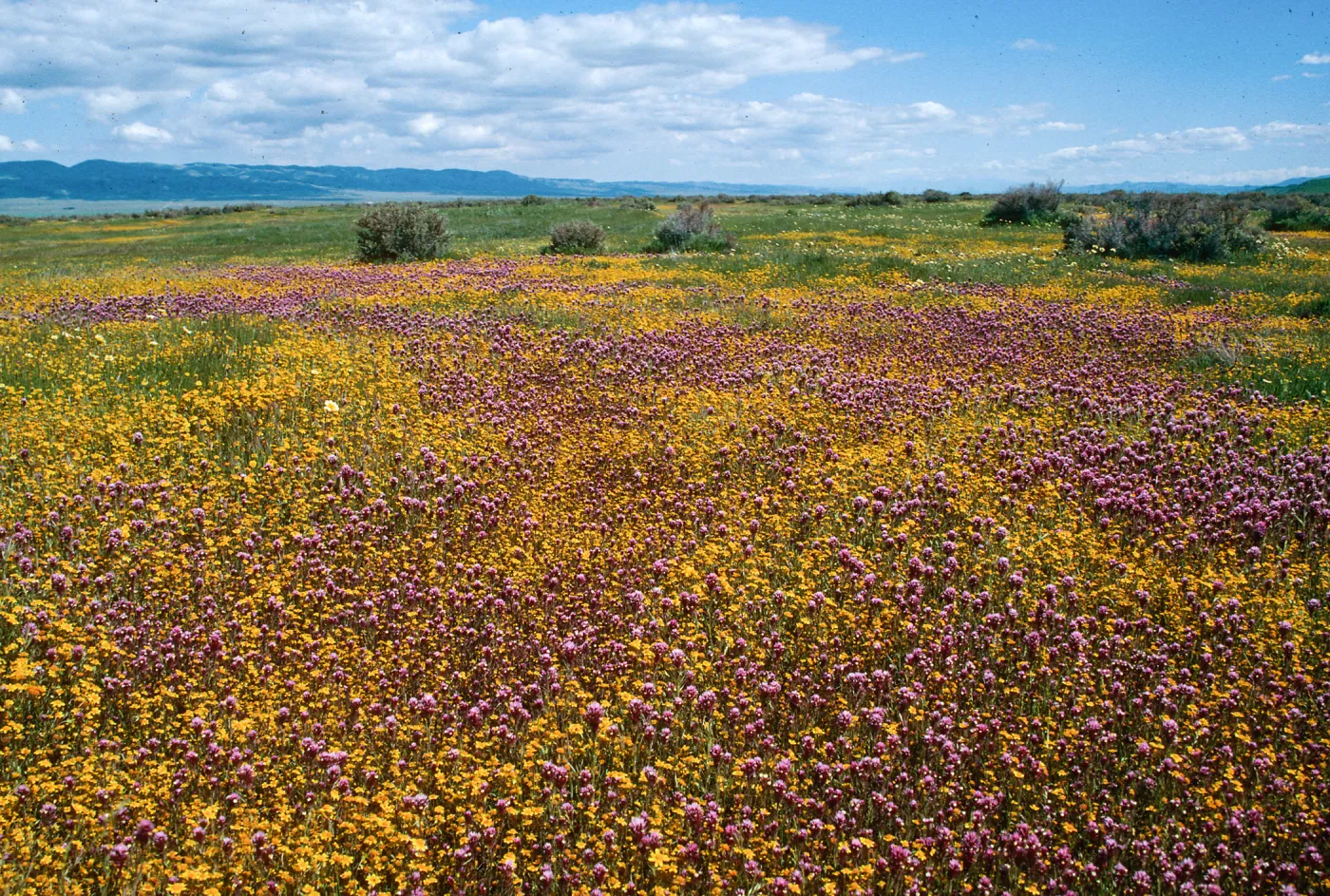 Soda Lake