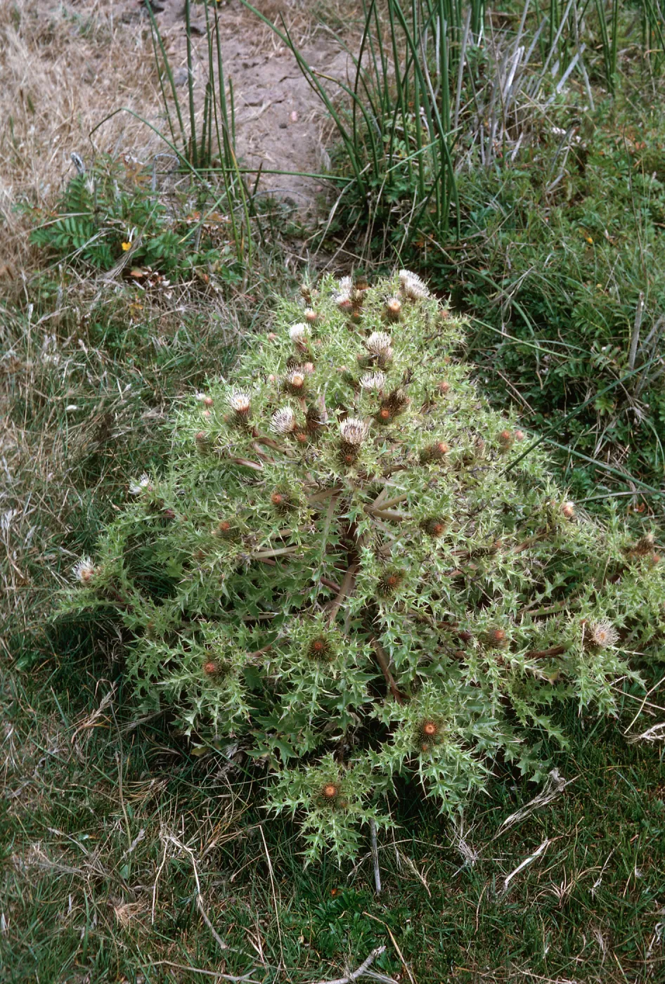 Cirsium loncholepis, Guadalupe Dunes
