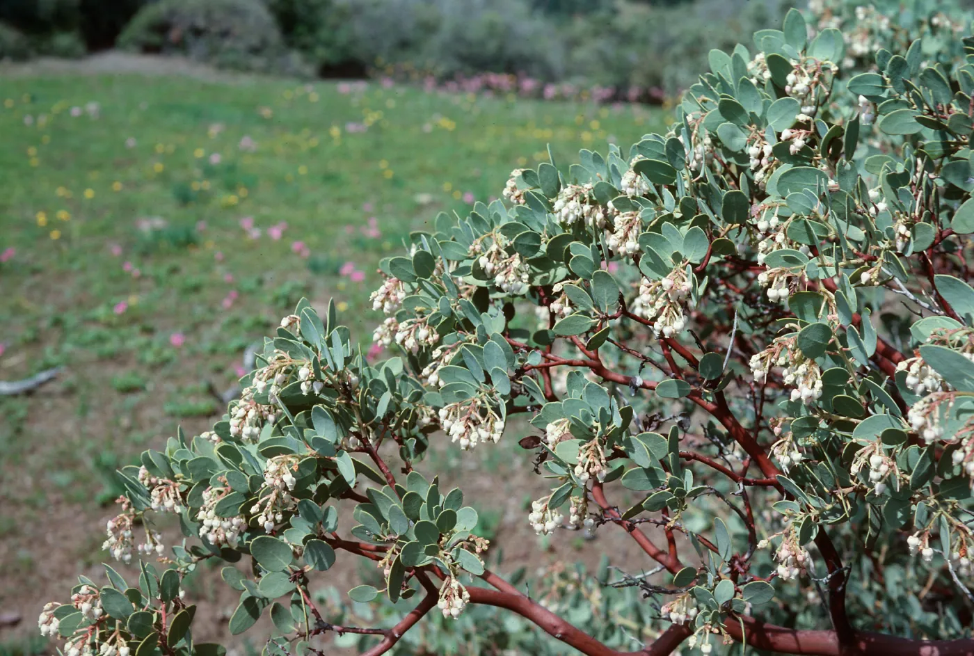 Manzanita, Figueroa