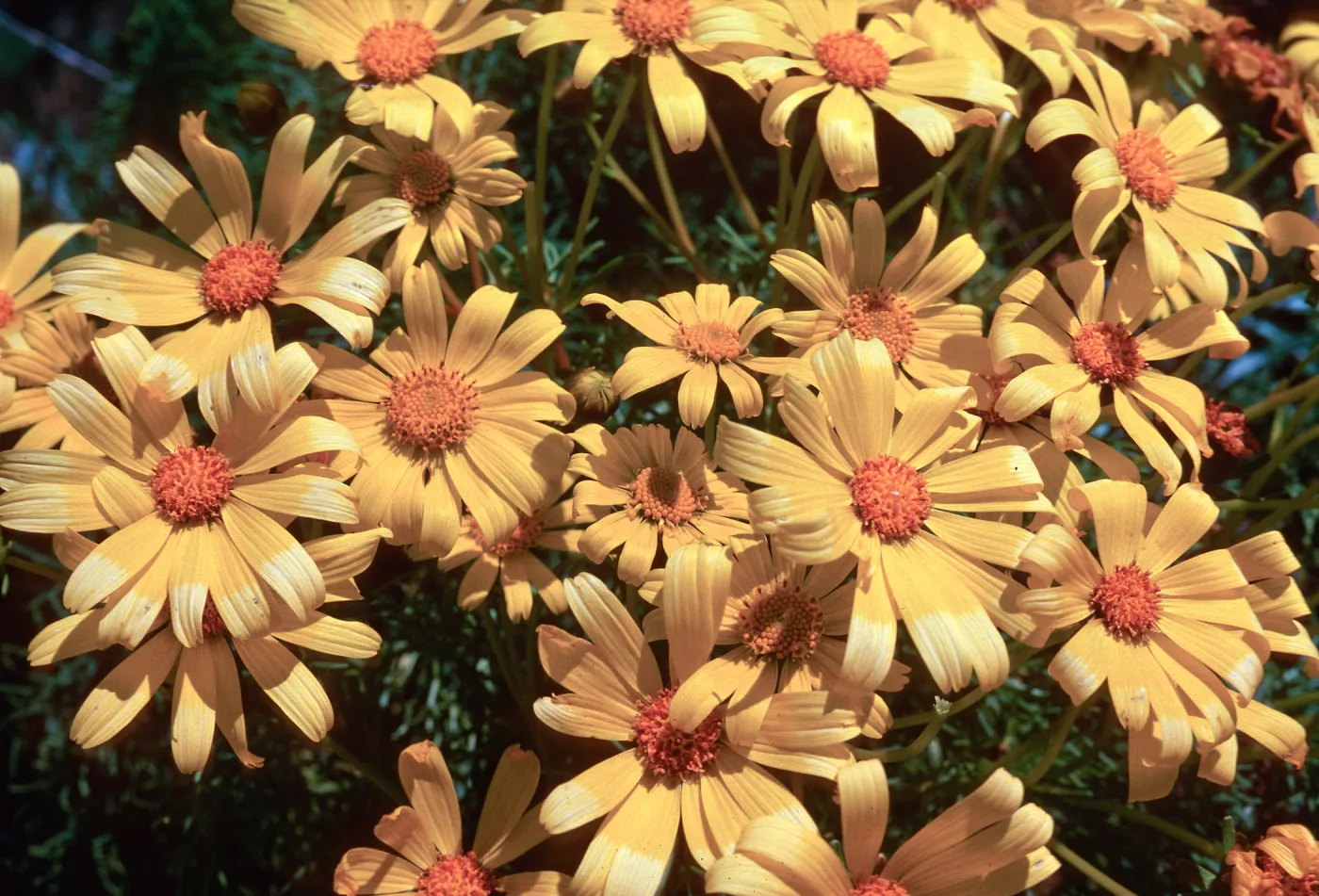 Coreopsis, Guadalupe Dunes