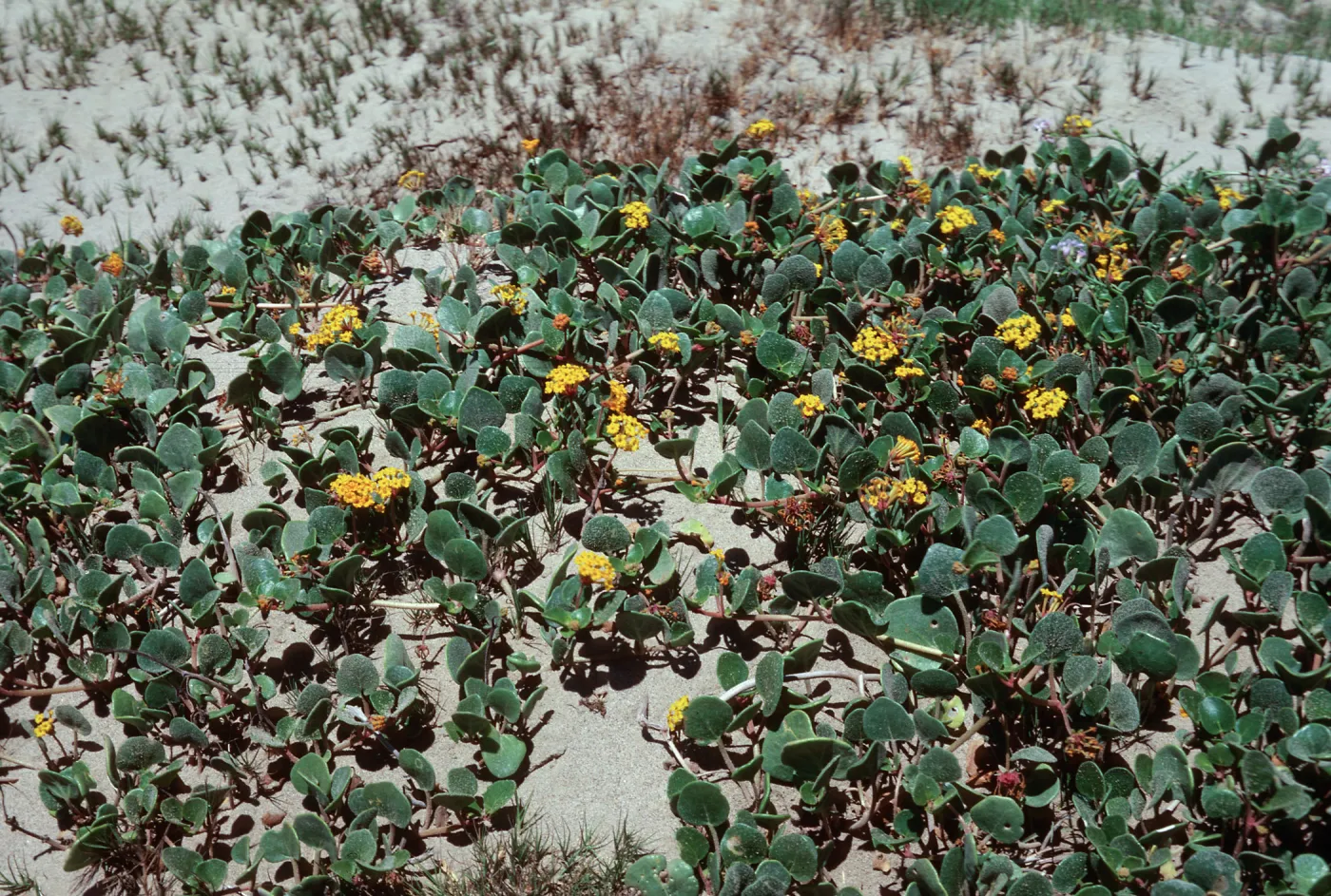 Abronia, Guadalupe Dunes
