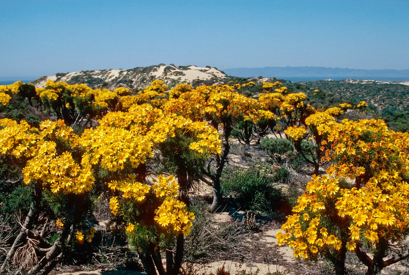 Coreopsis, Guadalupe Dunes