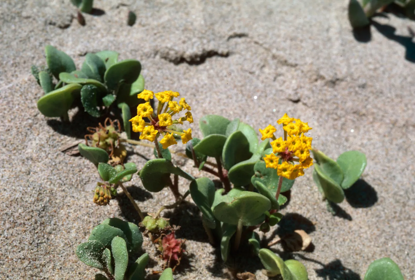 Yellow Verbena (Vervain), Guadalupe Dunes