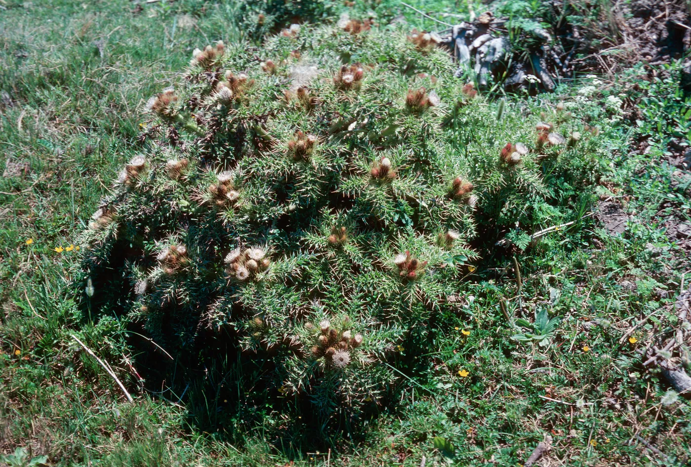 Graciosa thistle, Guadalupe 