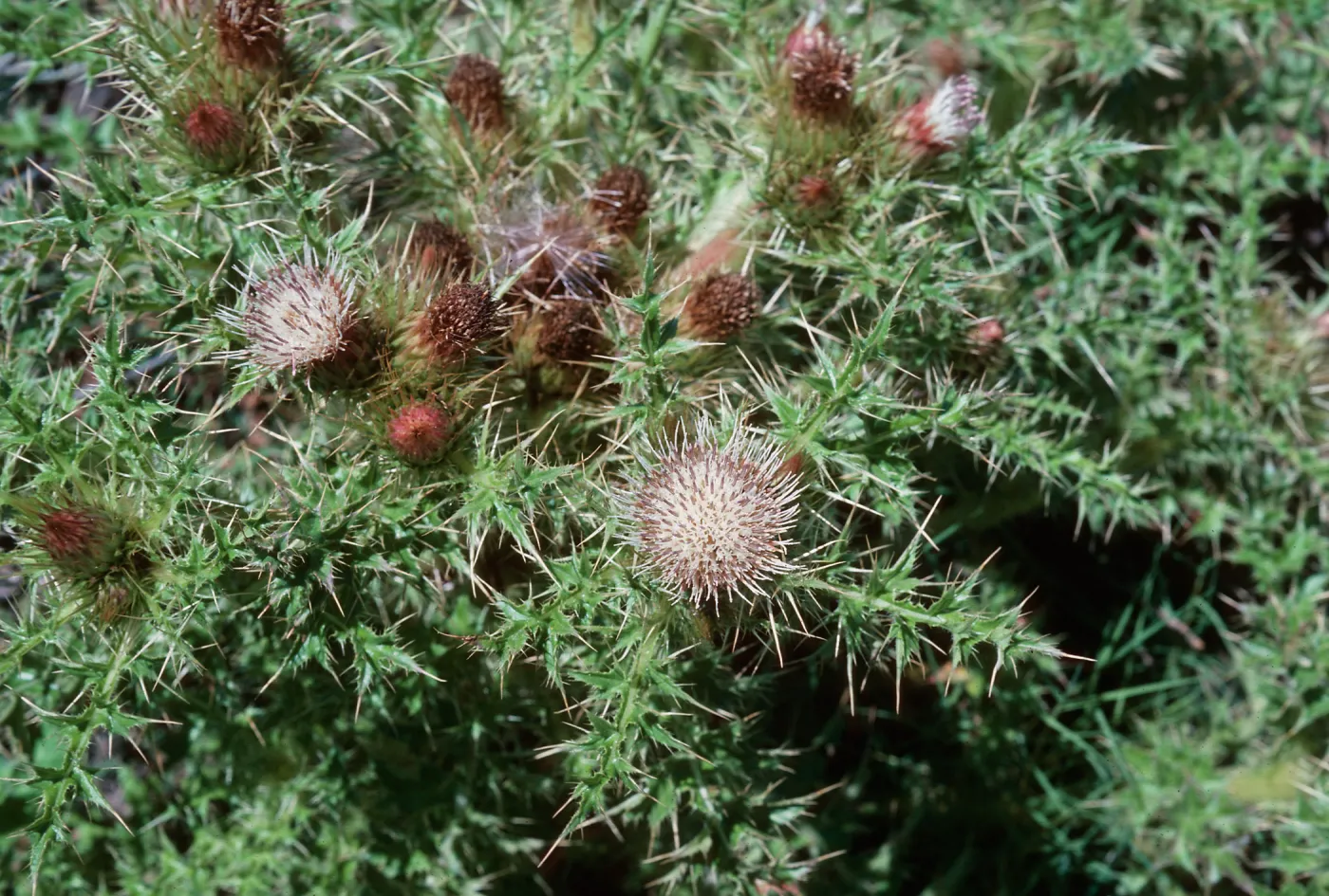 La Graciosa Thistle, Guadalupe Dunes