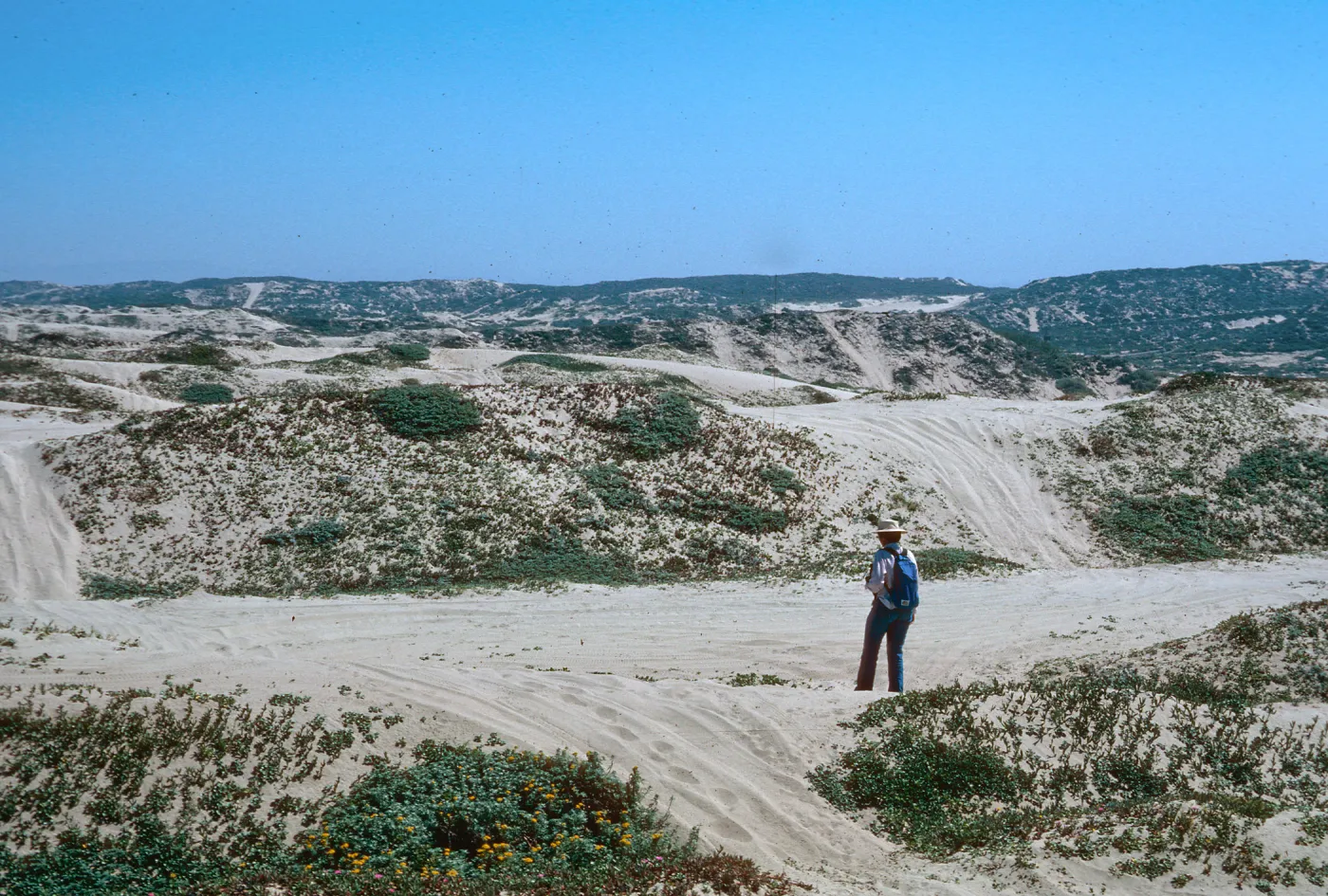 motorcycle erosion, Guadalupe Dunes