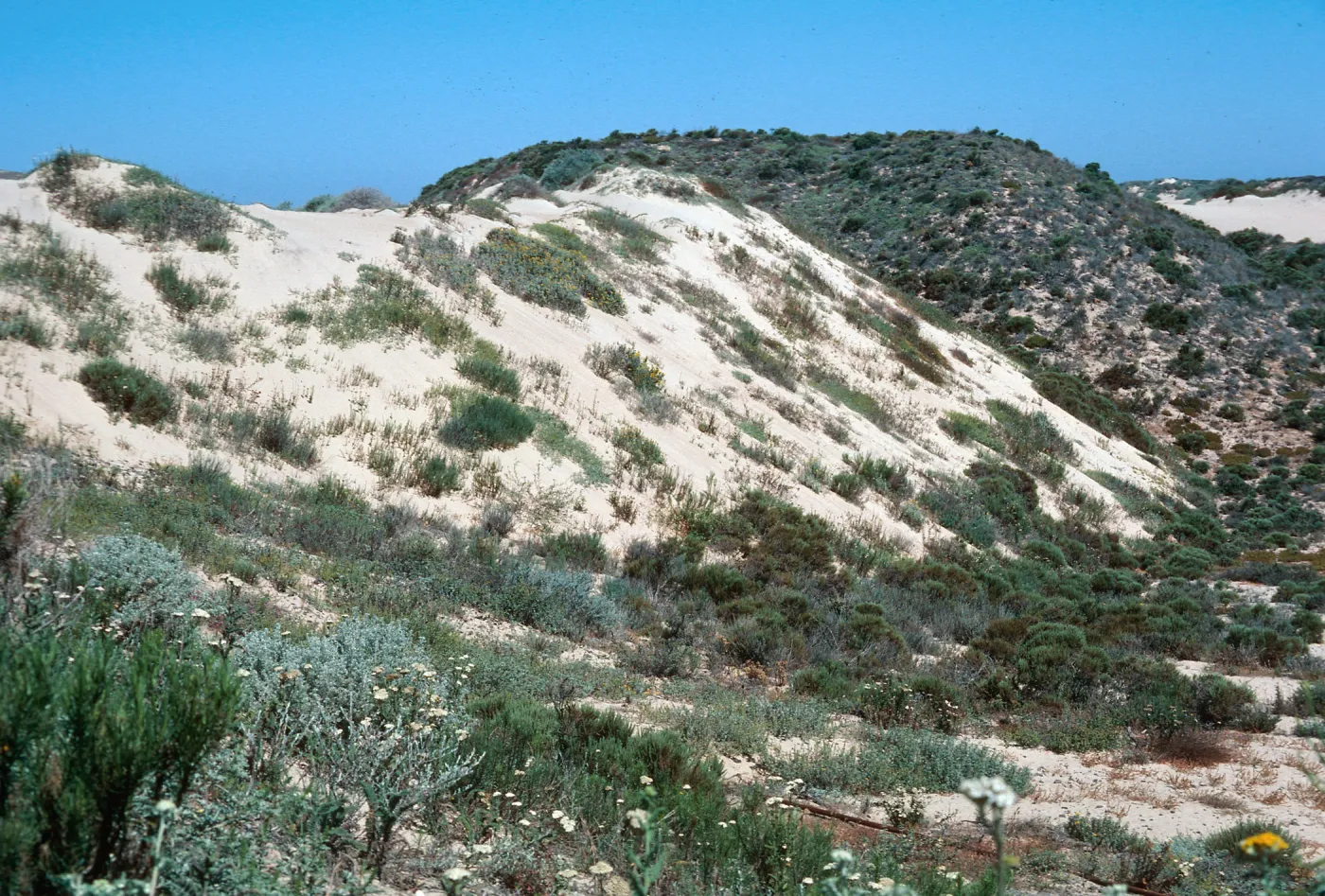 Guadalupe Dunes