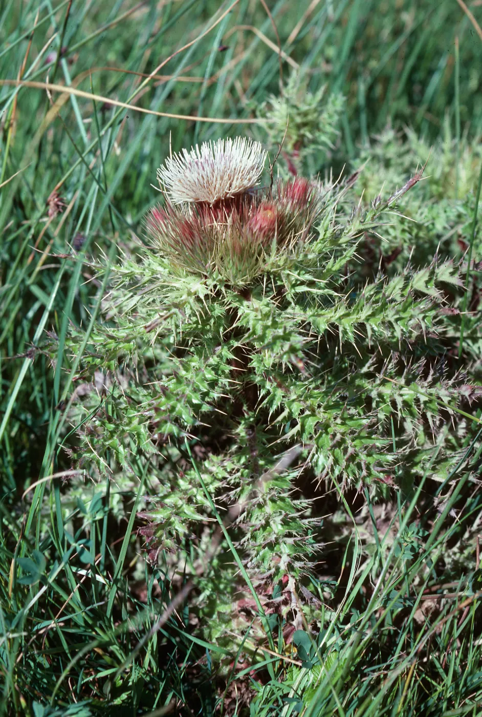Cirsium, Guadalupe Dunes