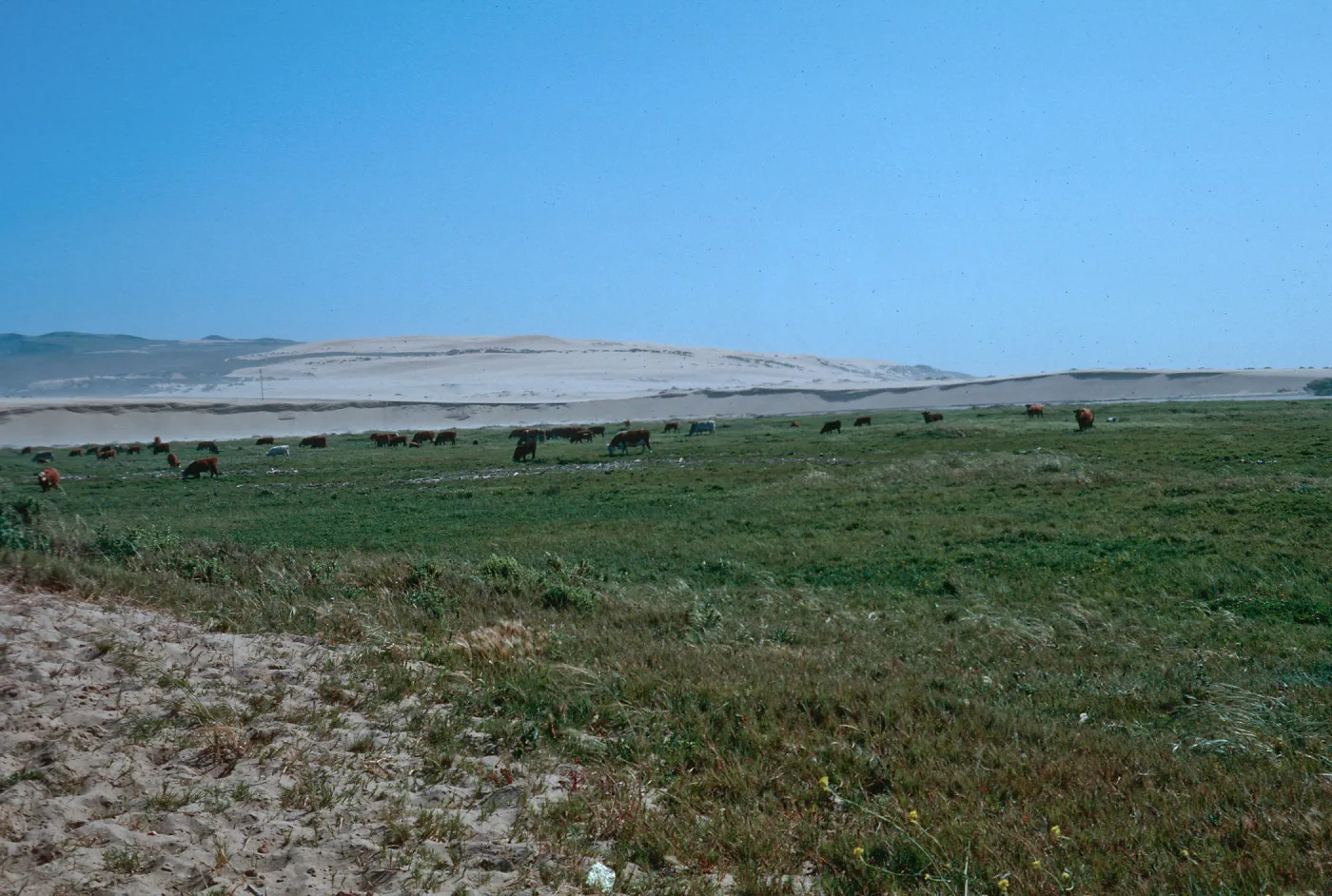 Guadalupe Dunes