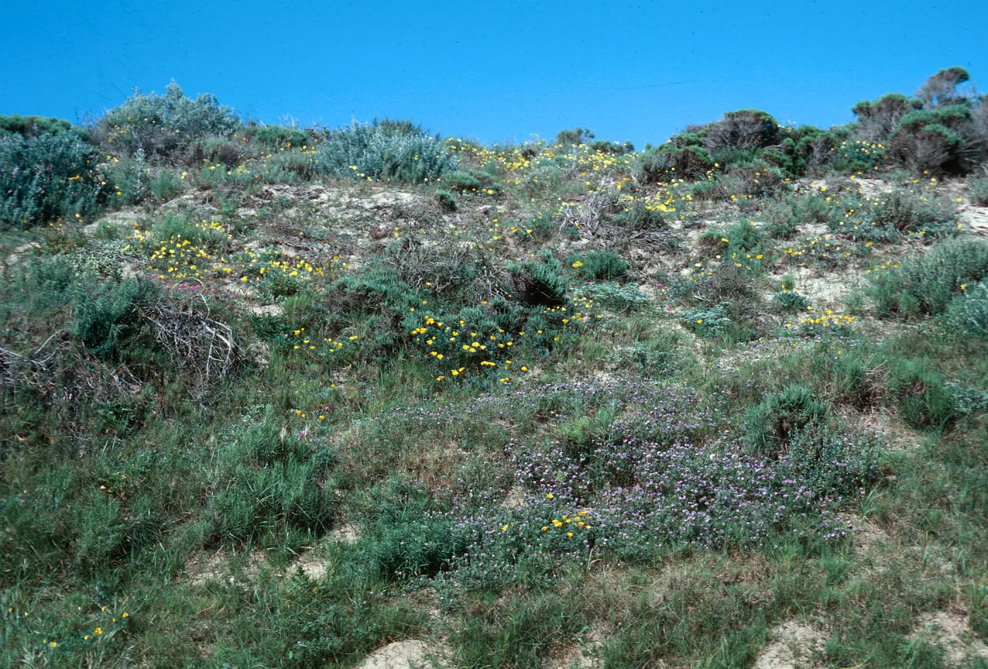 Guadalupe Dunes