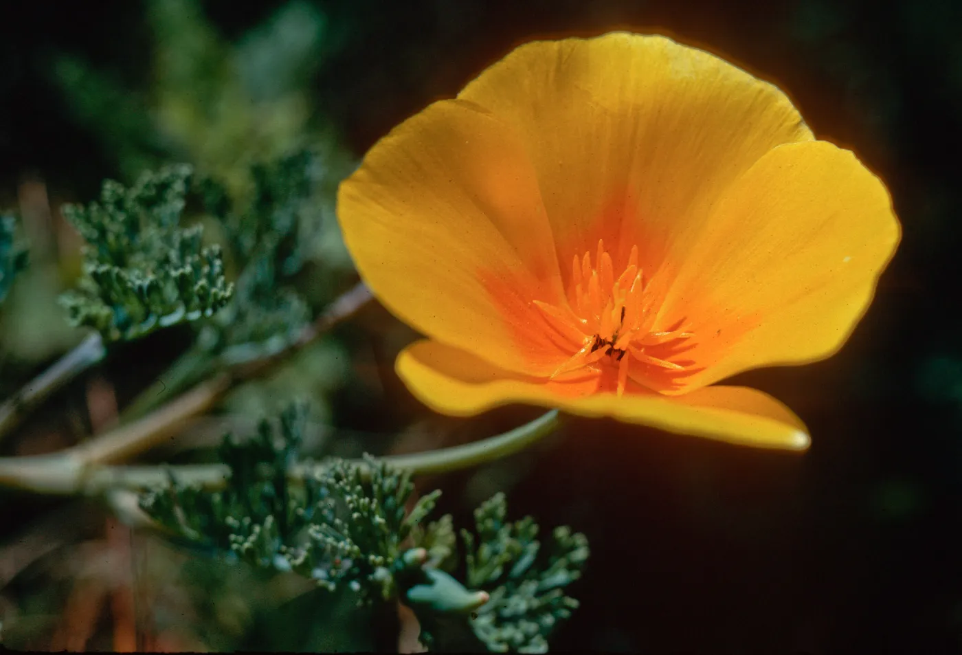 Guadalupe (California Poppy)