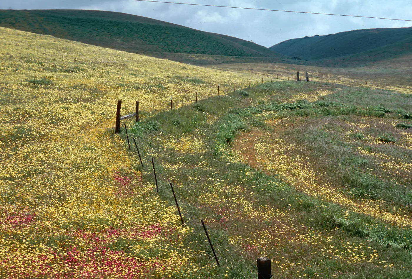 flowers, Mt. Abel