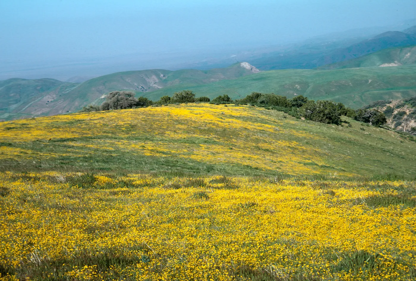 Road to Mt. Abel near vernal pond
