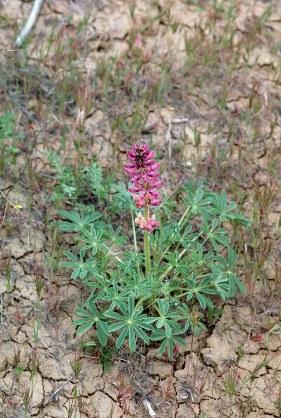 Ballinger Canyon, Lupinus (Lupine)