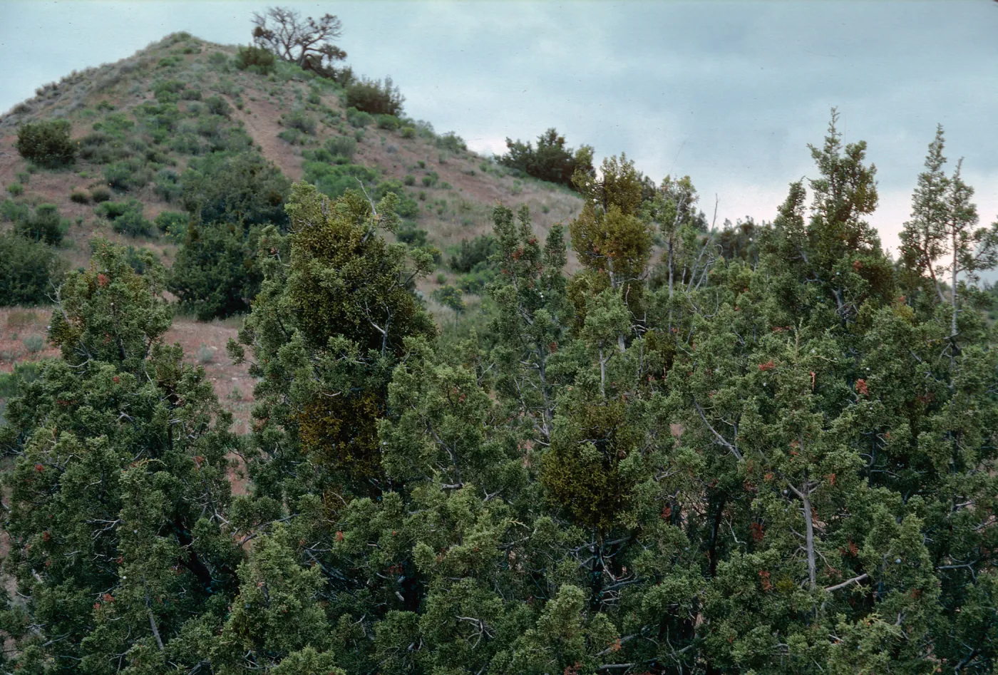 Ballinger Canyon