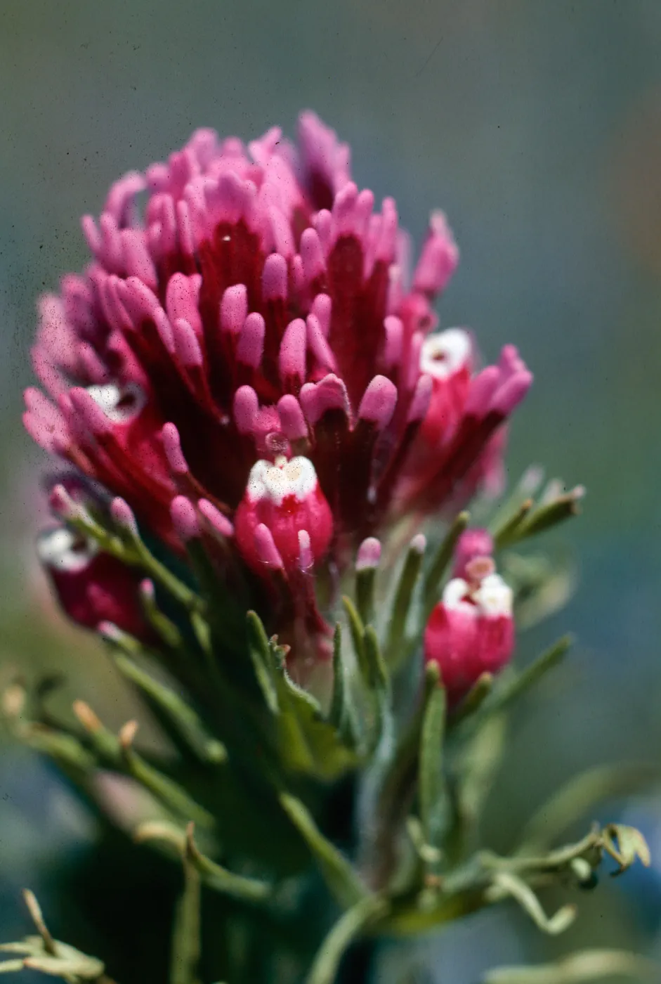 Antelope Valley Poppy Reserve