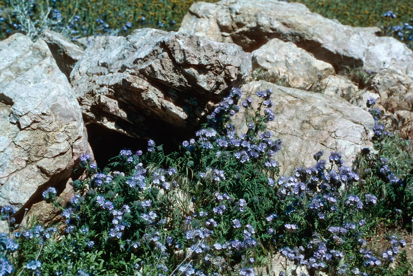 Antelope Valley Poppy Reserve