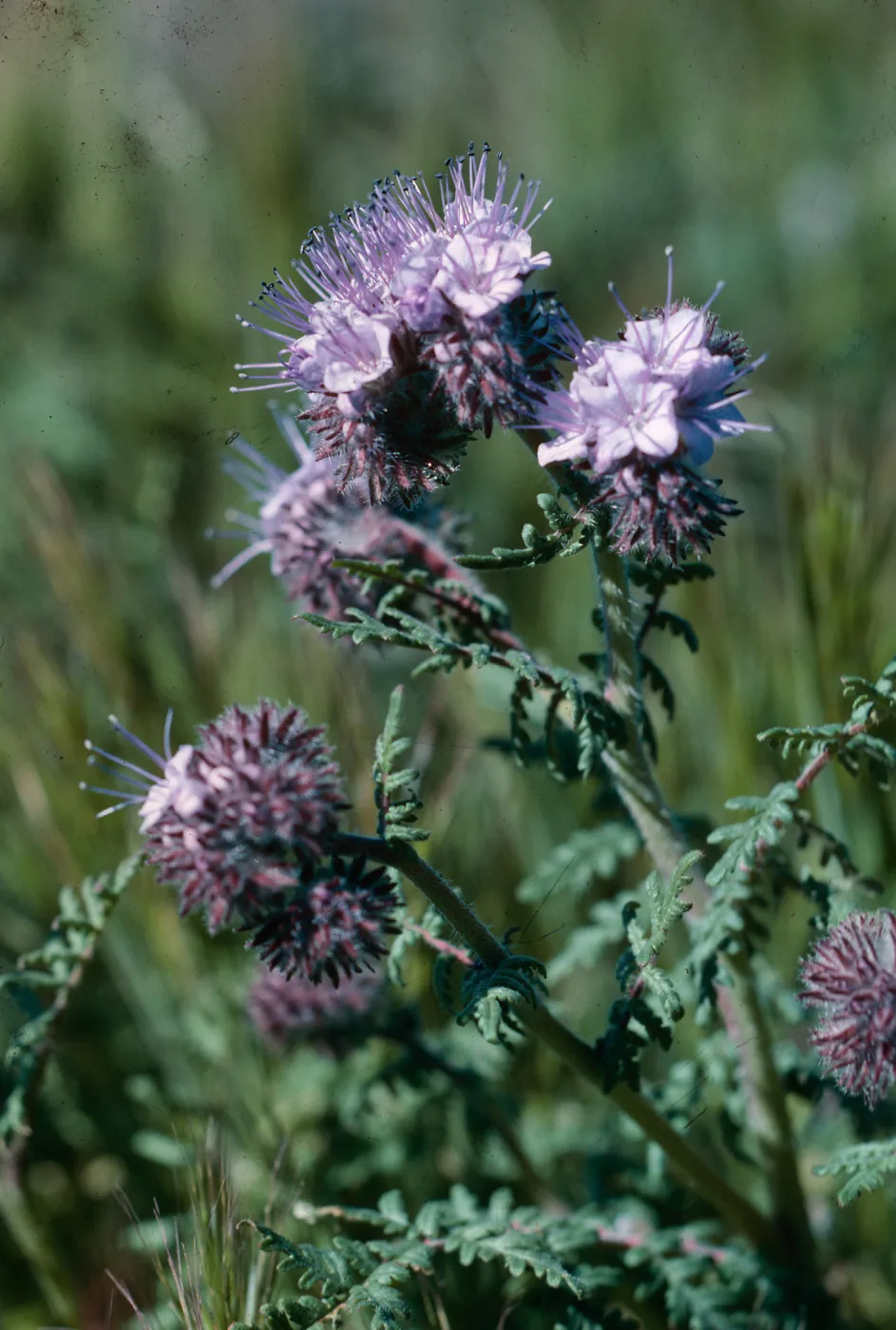 Antelope Valley Poppy Reserve