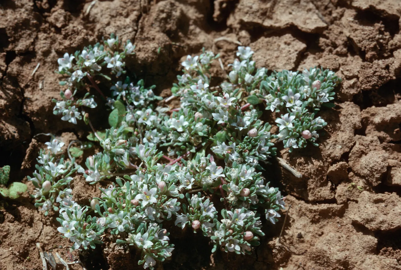 Parishella californica, Corral Canyon, mile (sic) 33