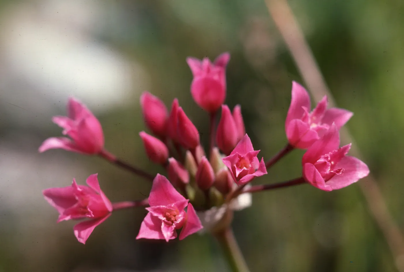Allium, Figueroa Mountain