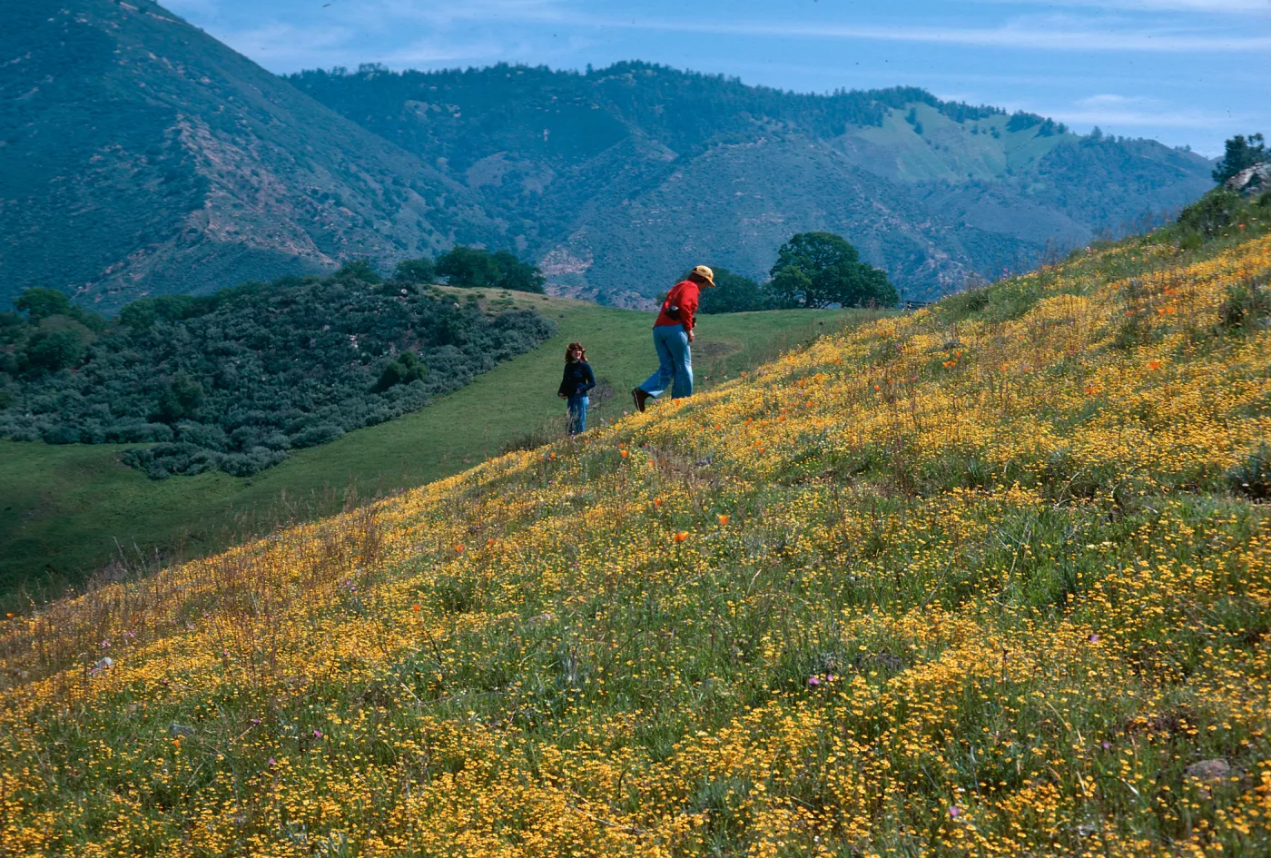 Lasthenia californica, Figueroa Mt