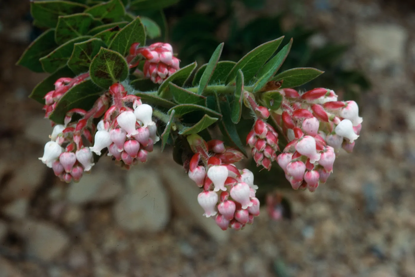 Hollister Ranch (Manzanita)