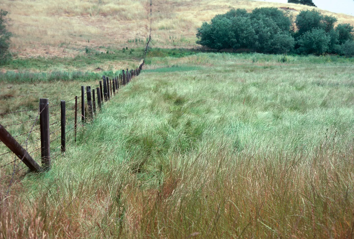 Meadow, Los Alamos