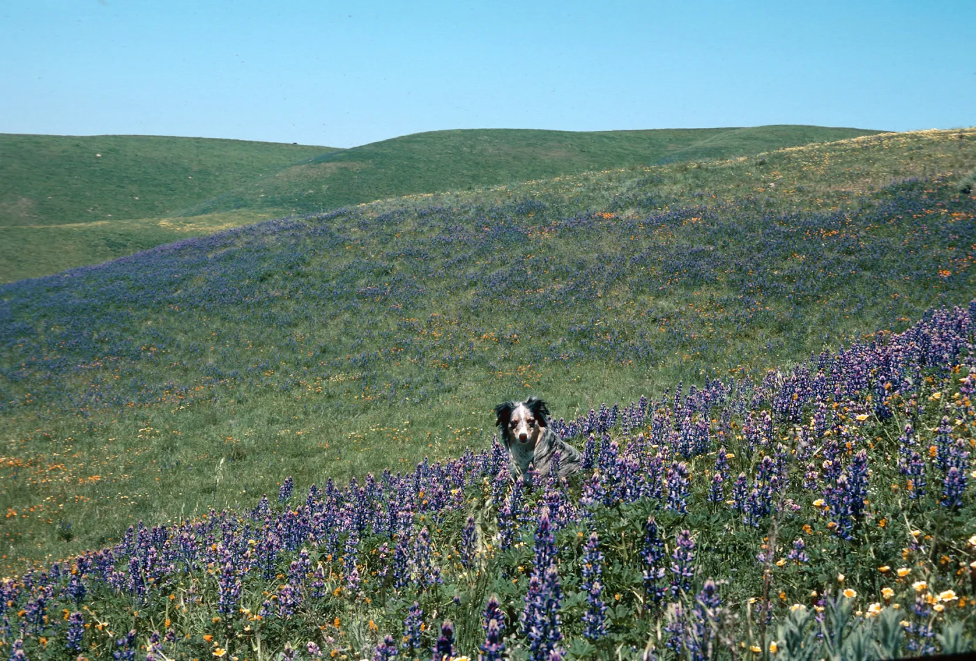 Lupine, Los Alamos