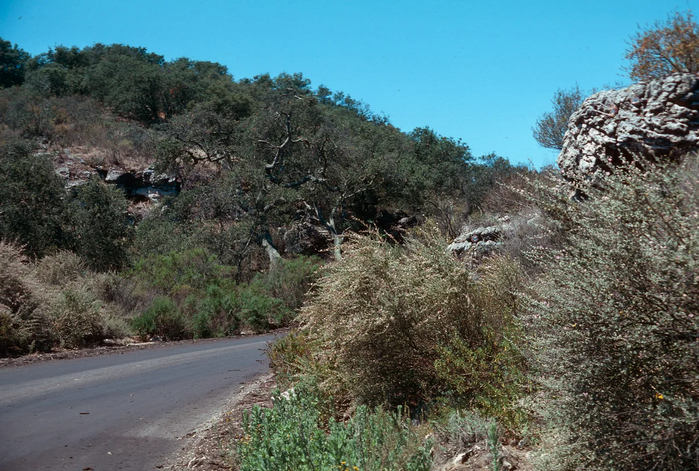 Mallow, Cat Canyon