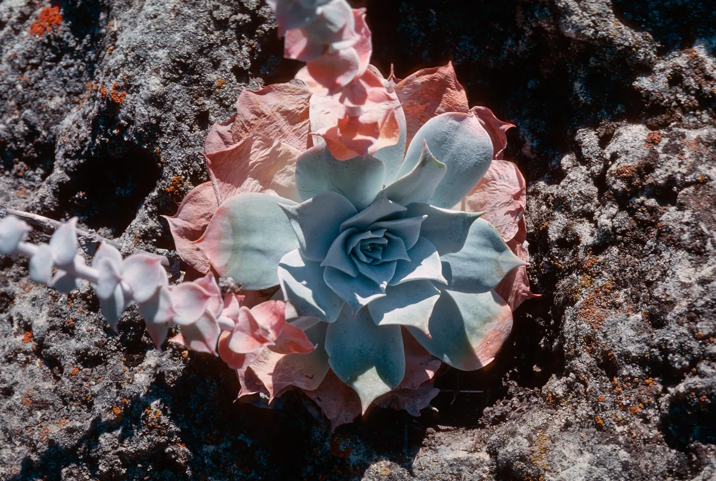 Dudleya (liveforevers), Cat Canyon