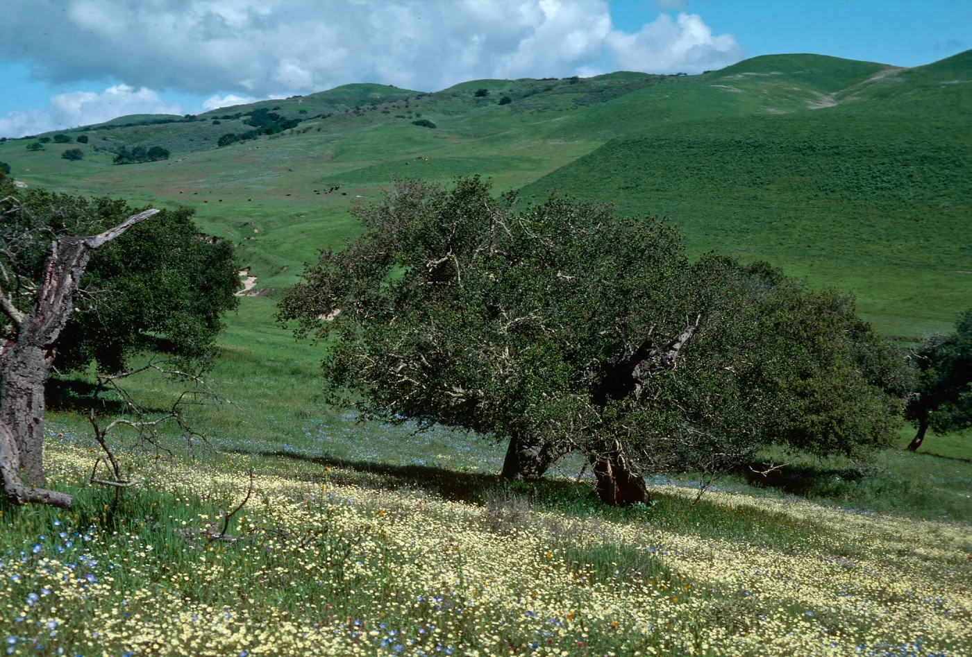 Sainz Ranch