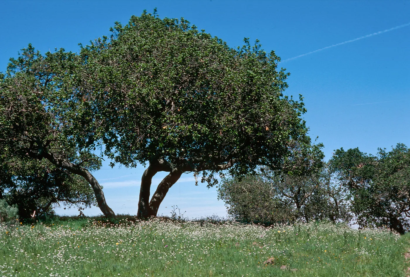 Sainz Ranch