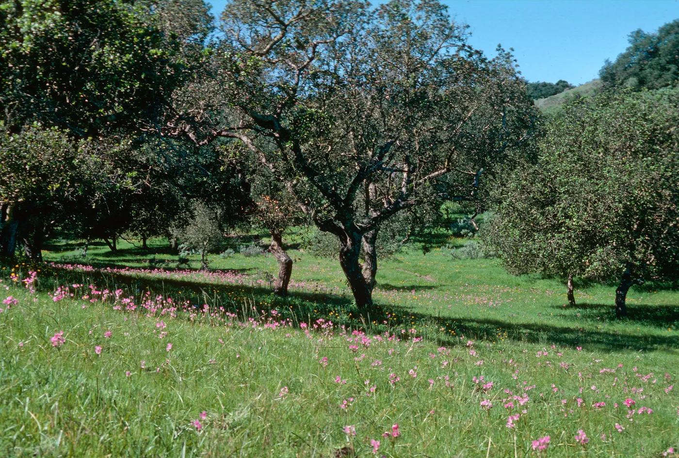 Shooting stars, Sainz Ranch