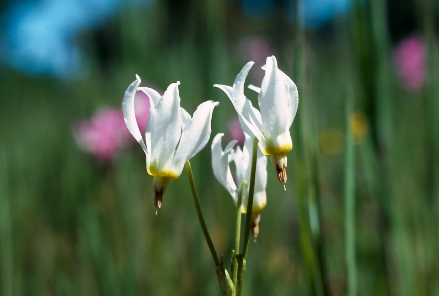 white shooting stars, Los Alamos