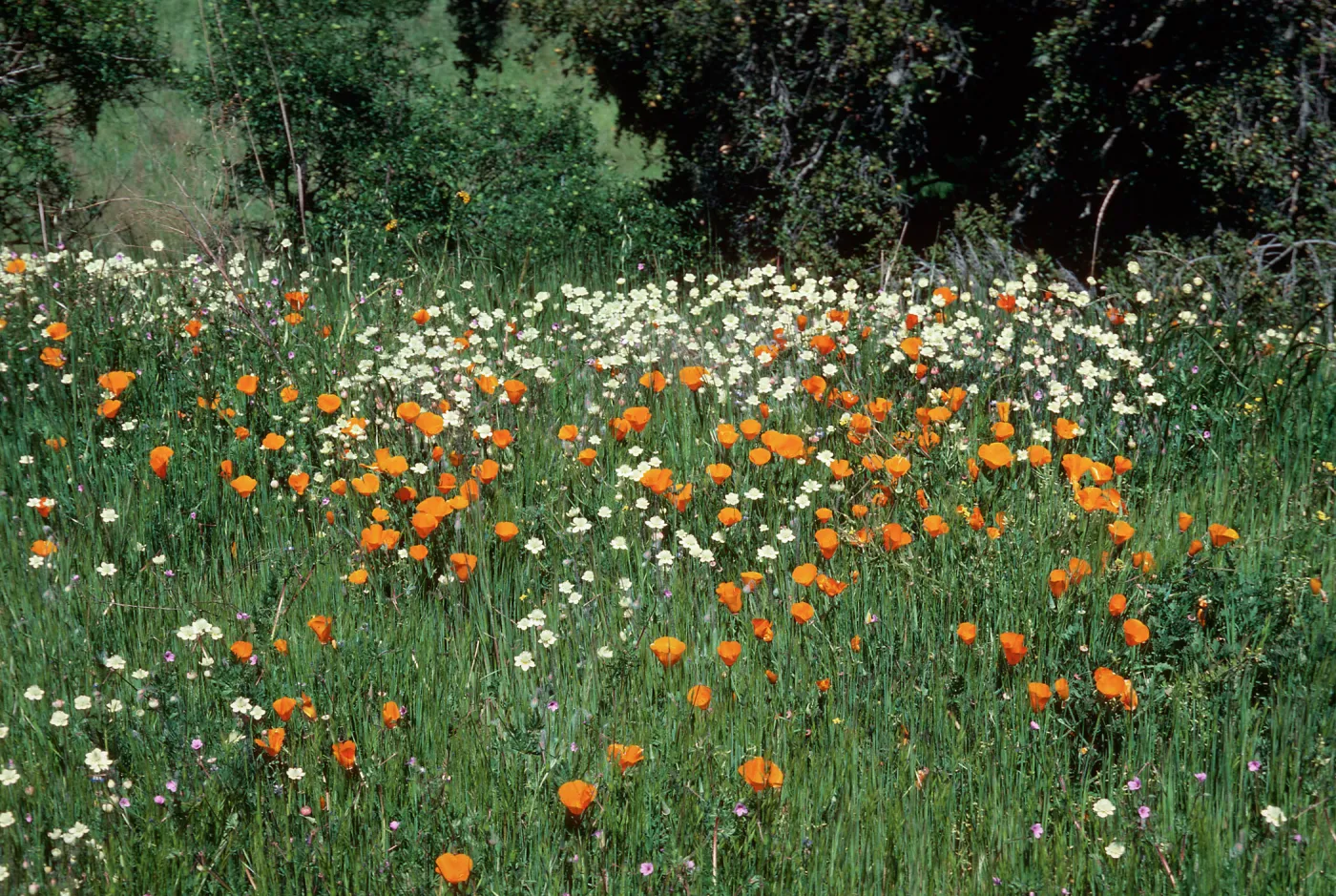 Cream cups, California Poppies, Sainz Ranch