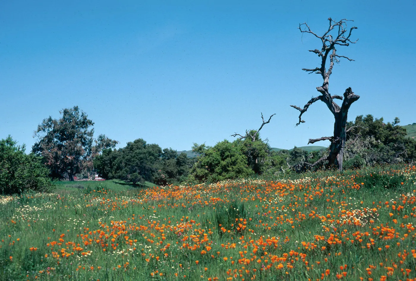 California Poppy, Los Alamos