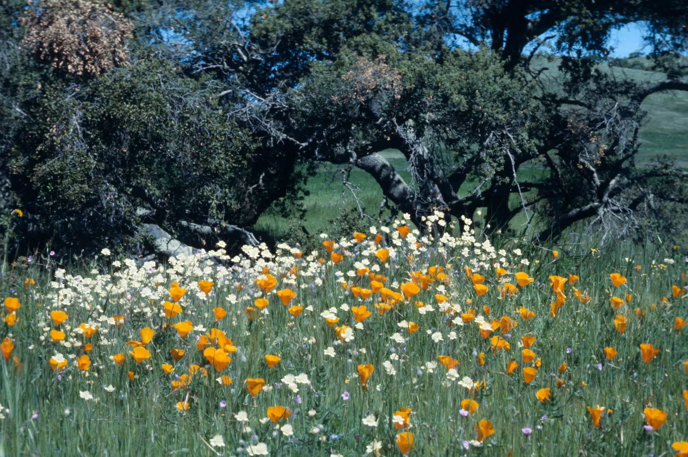 California Poppy, Los Alamos