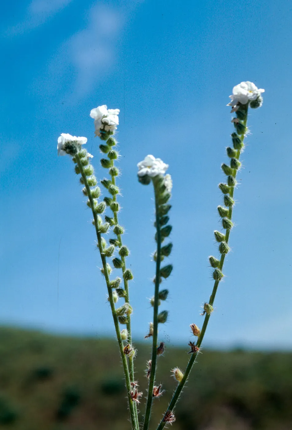 Cryptantha, Cat Canyon Oil Field
