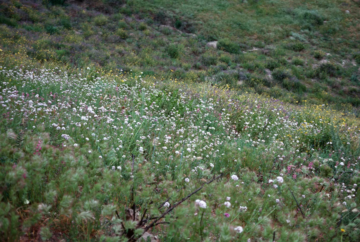 Gilia capitata, Cat Canyon Oil Field