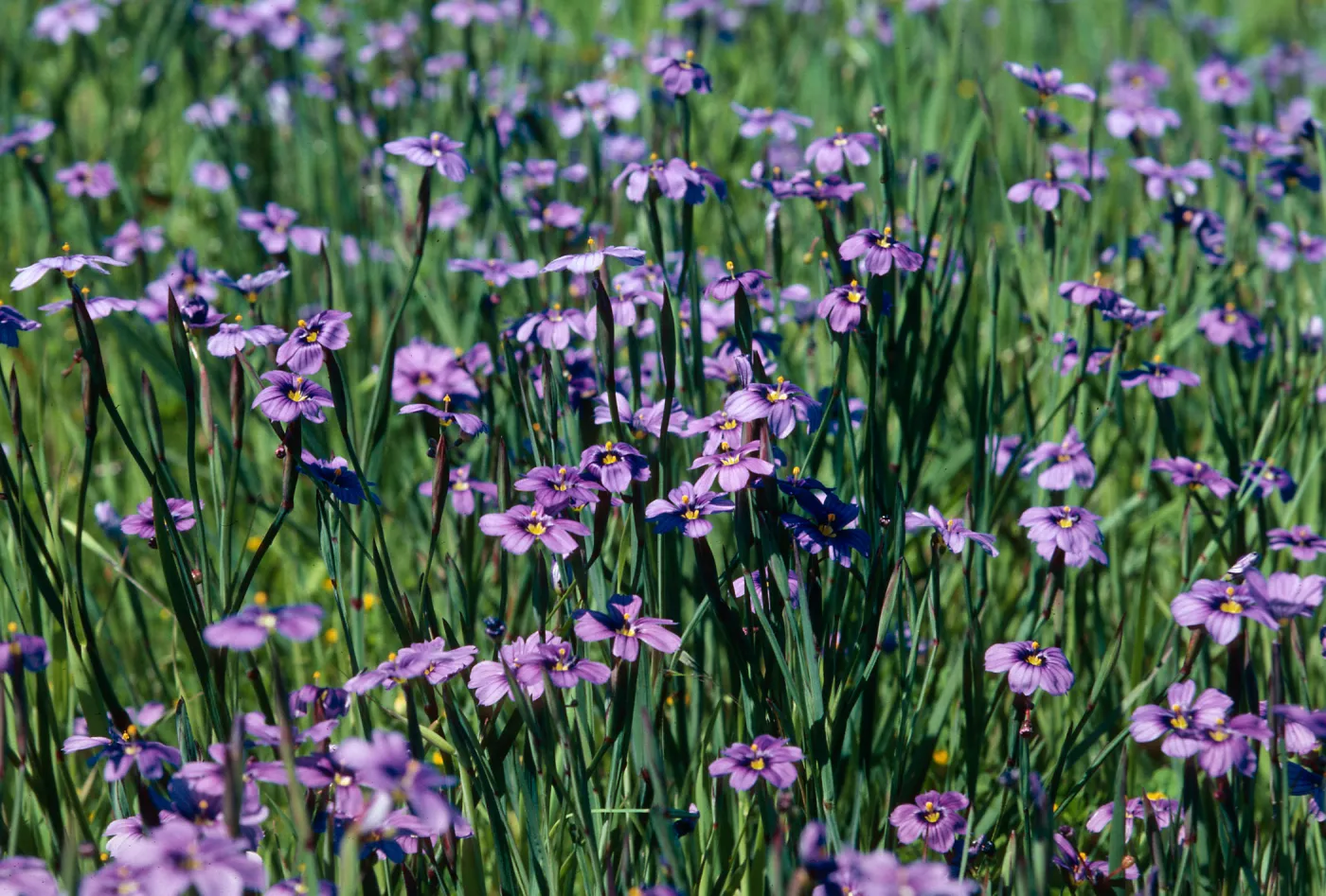 Los Alamos Ranch