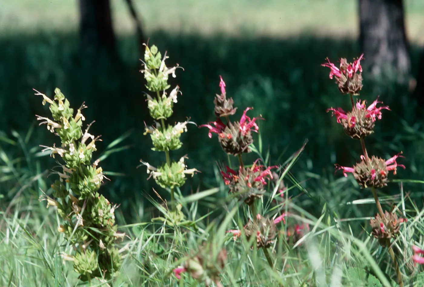 Los Alamos Ranch (sage)